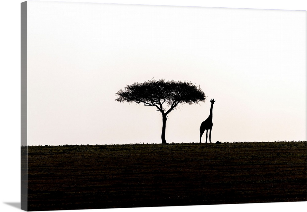 A single acacia tree and a giraffe in Serengeti National Park, Tanzania, Africa.