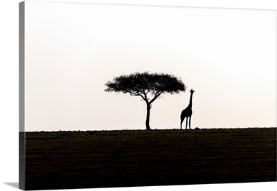Acadia Tree With Giraffe