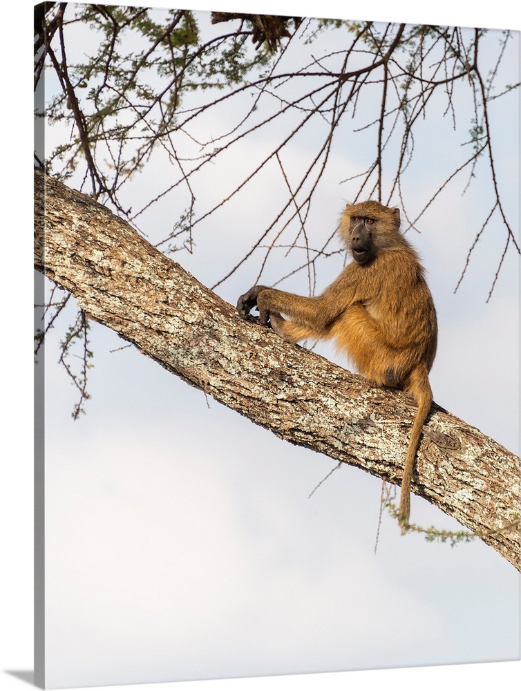 A single baboon high in a tree