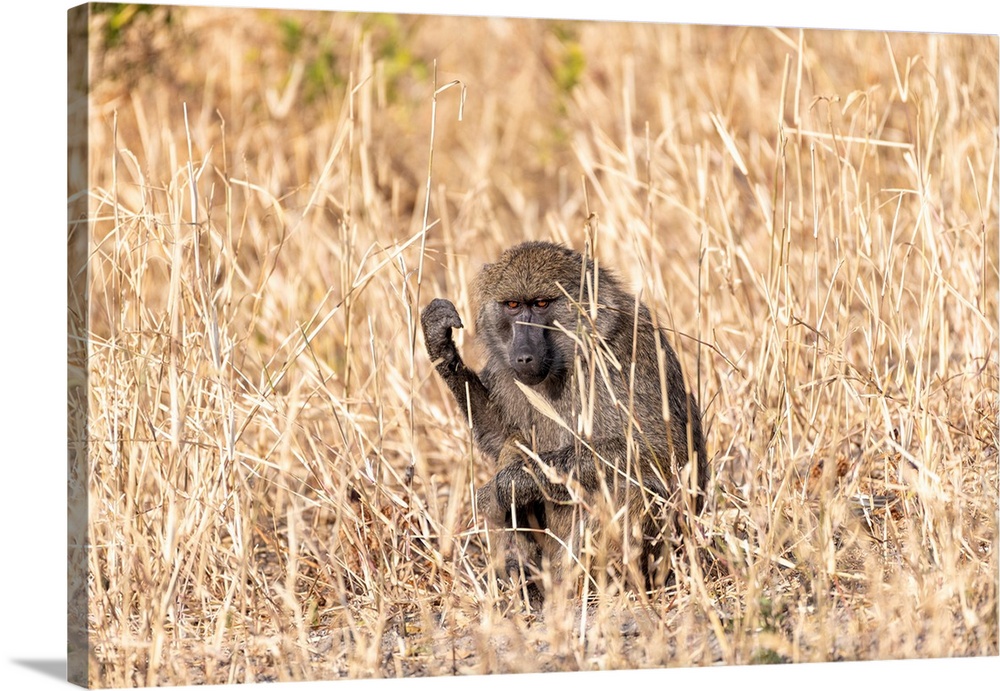 A baboon is hiding in tall grass in Tanzania, Africa