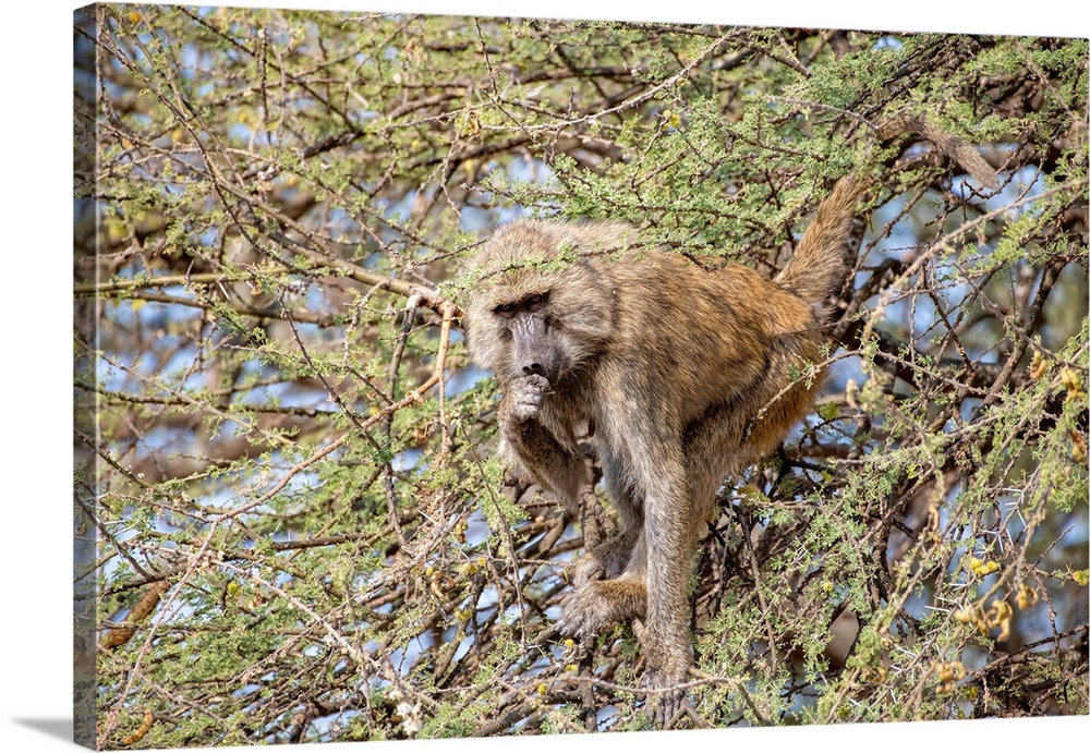 A baboon is high in a tree eating leaves and flowers.
