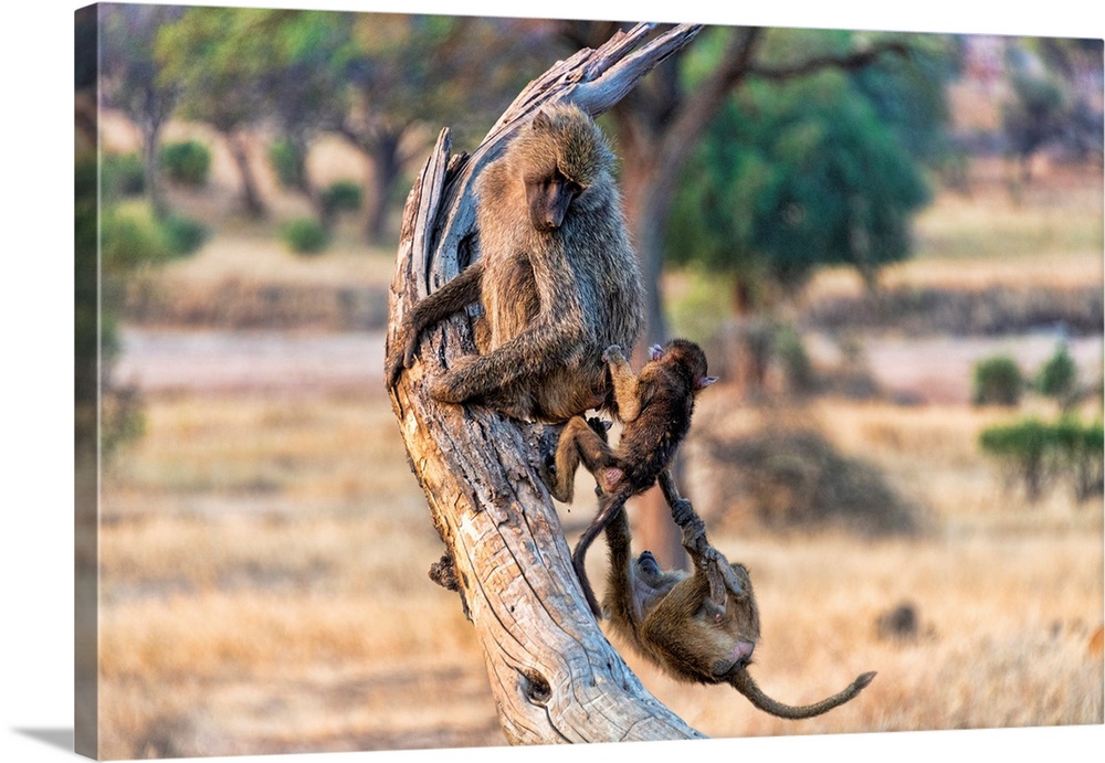 Baboons in a tree. Serengeti, Tanzania, Africa.