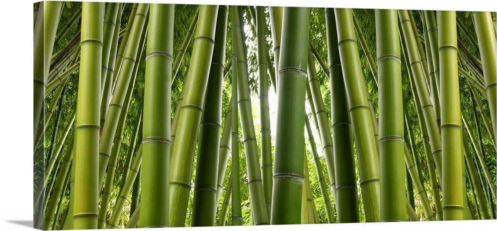 Tall bamboo trees in a jungle setting.