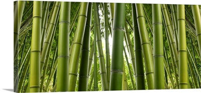 Bamboo jungle