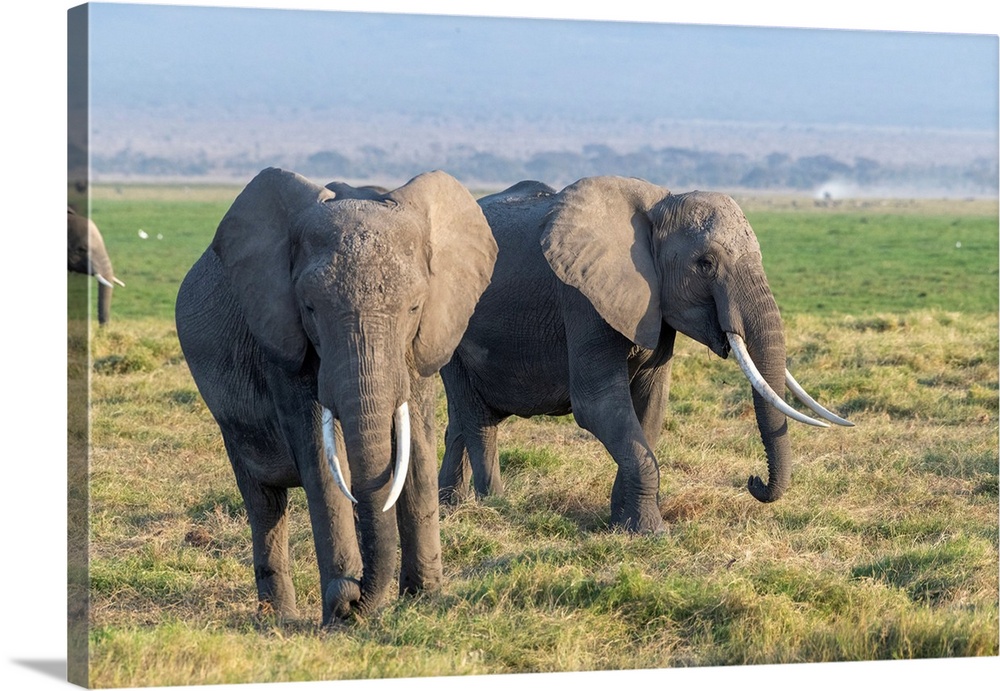 Two large tusked elephants in Kenya, Africa