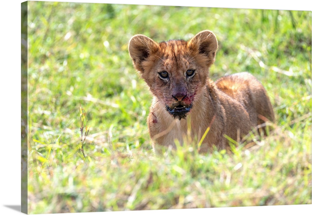 A lion cub has blood on its face after having a meal of wildebeest. Tanzania, Africa.