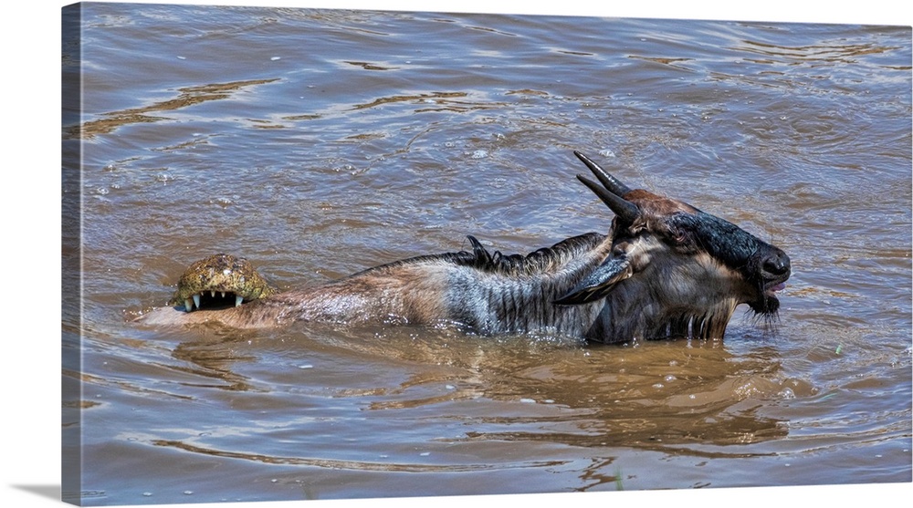 A wildebeest finds itself in the jaws of a crocodile.