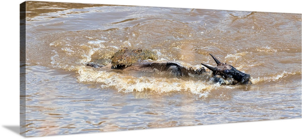 A wildebeest finds itself in the jaws of a crocodile