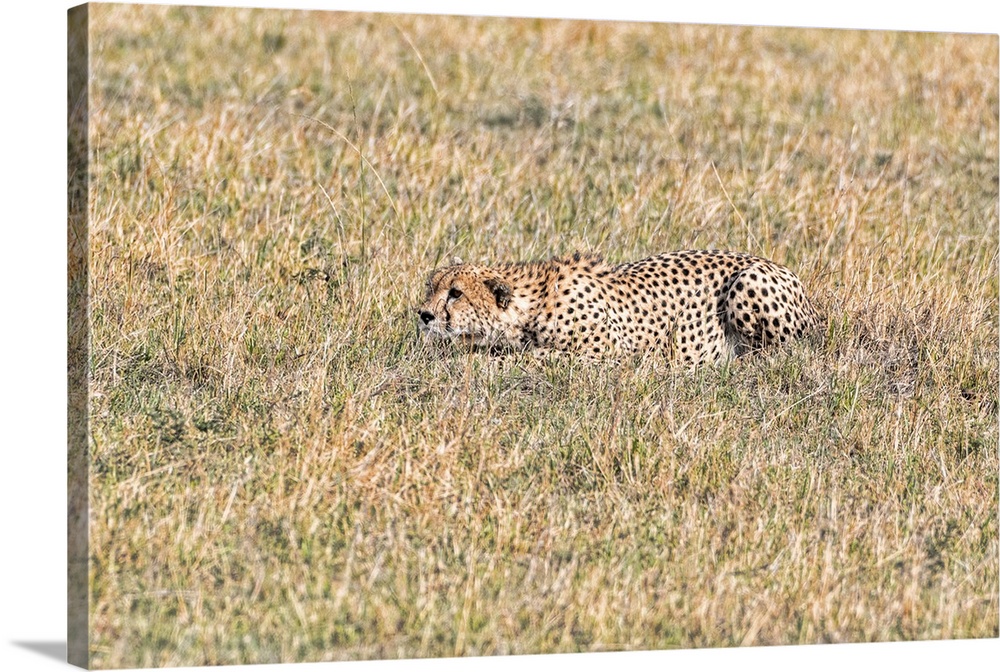A cheetah crouches in tall grass in Maasai Mara National Park, Kenya, Africa.