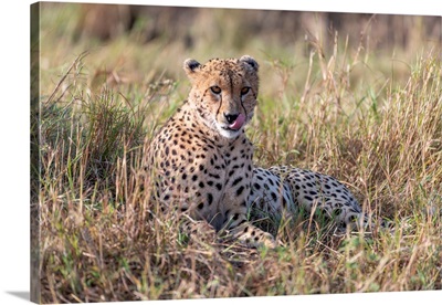 Cheetah In Tanzania