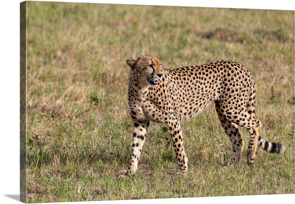 A Cheetah in Serengeti, Tanzania, is on the move looking for it's next meal.