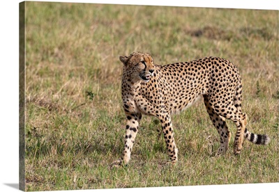 Cheetah In Tanzania