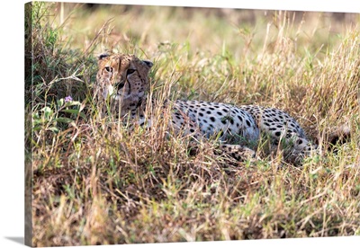 Cheetah In The Bush