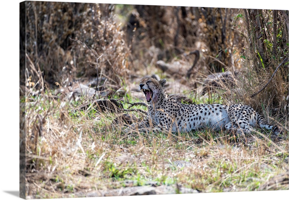 A Cheetah blends in perfectly in underbrush Serengeti, Tanzania, Africa