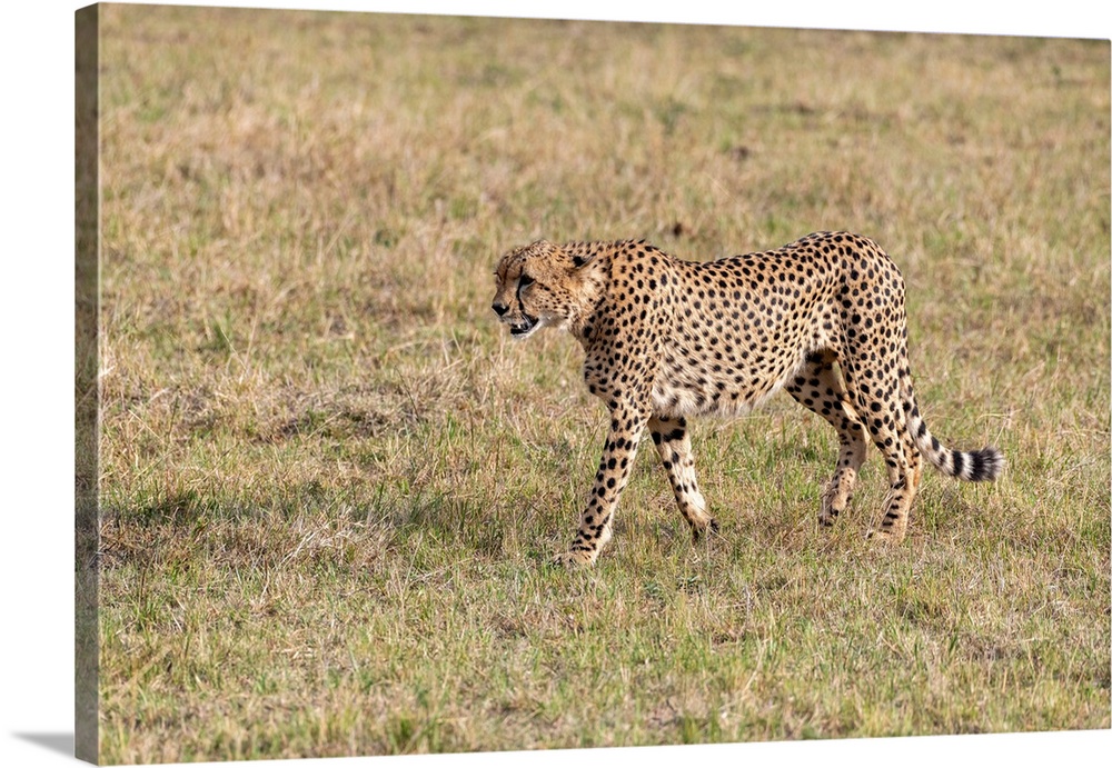 A Cheetah in Serengeti, Tanzania, is on the move looking for it's next meal.
