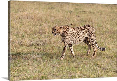 Cheetah On The Move