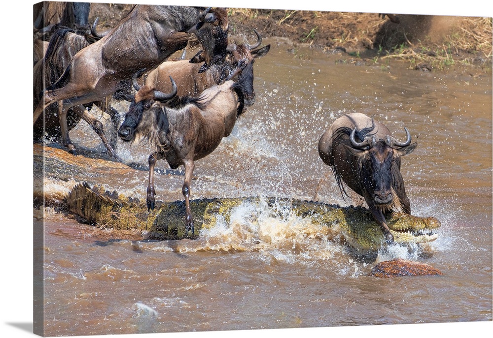 Wildebeests face danger crossing the Mara river in Tanzania, Africa during the great migration.