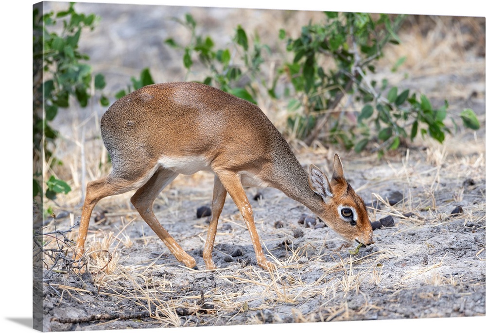 A dik-dik is the name for any of four species of small antelope in the genus Madoqua that live in the bushlands of eastern...