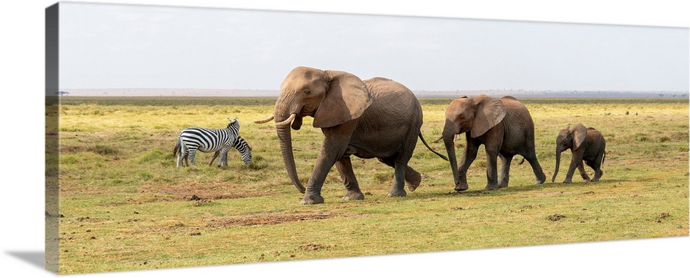 Three elephants walking in Kenya, Africa