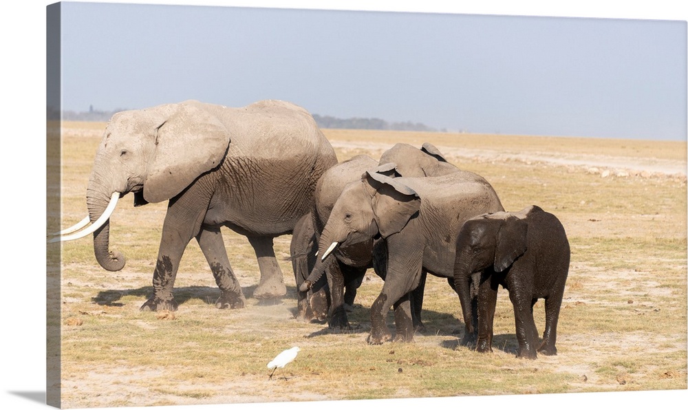 Three elephants walking in Kenya, Africa
