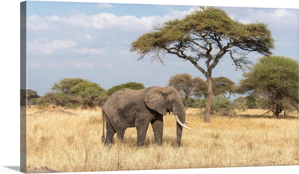 A lone elephant in tall dry Serengeti grass.