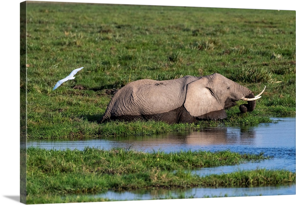 An elephant in Kenya, Africa, eats grasses in a swampy watery area.