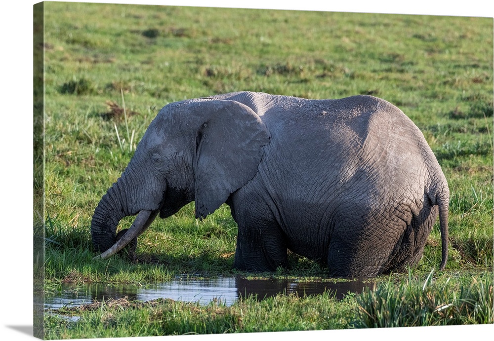 An elephant in Kenya, Africa, eats grasses in a swampy watery area.