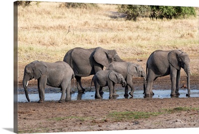 Elephants At The Watering Hole