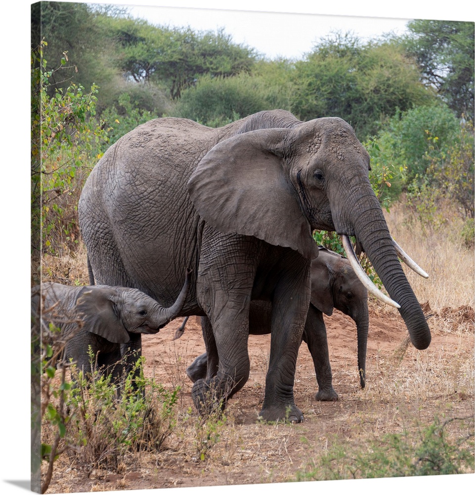 Elephants in Tanzania, Africa
