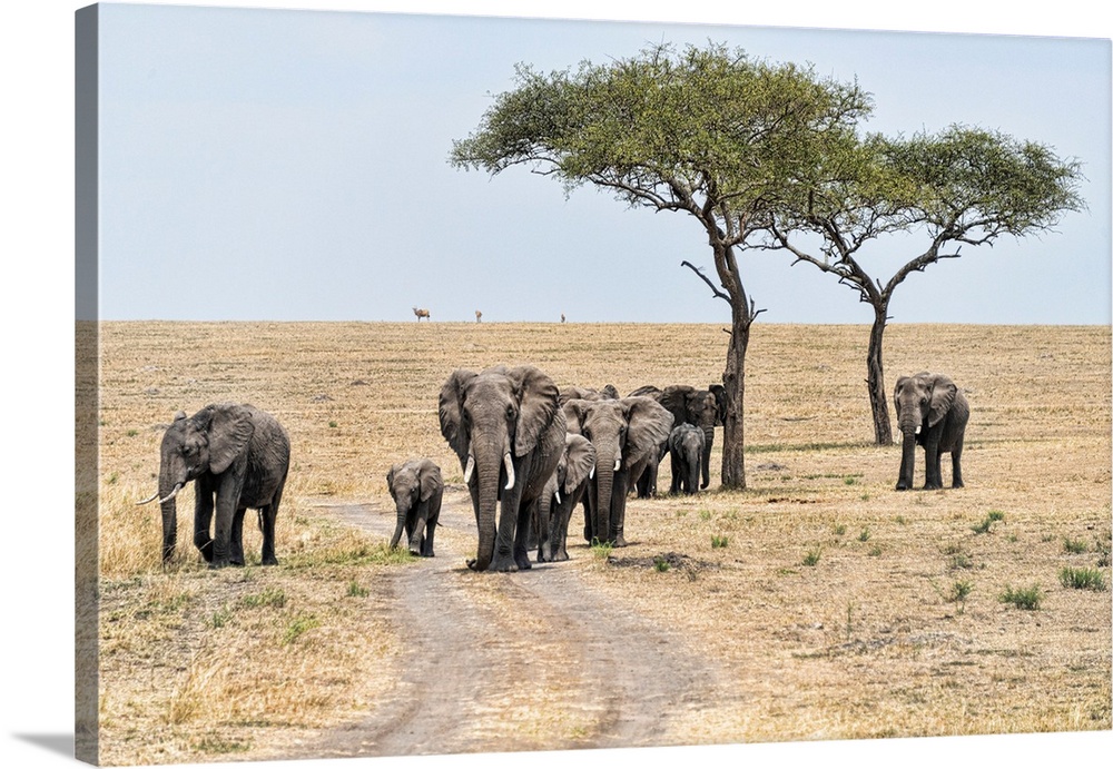 A family of elephants in Serengeti National Preserve, Tanzania, Africa.