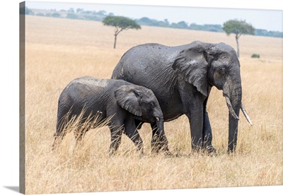 Elephants In Tanzania