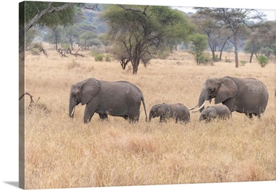 Elephants On The Move