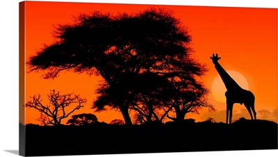 Giraffe And Acacia Trees At Sunset