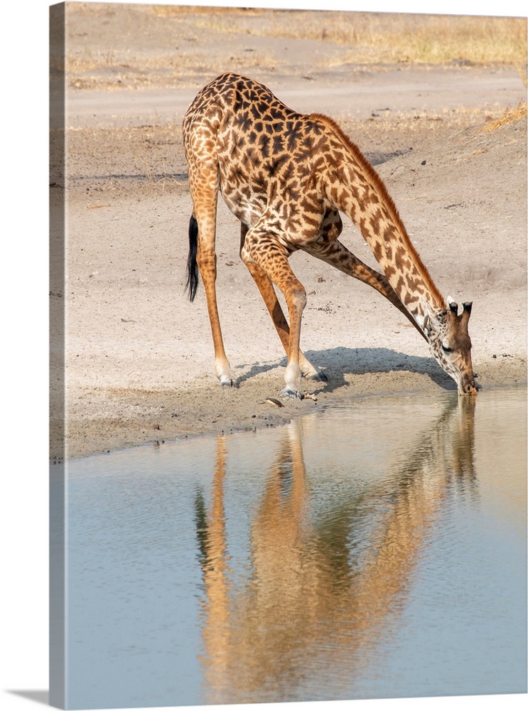 A solitary giraffe bends down to get a long drink. Tanzania, Africa.