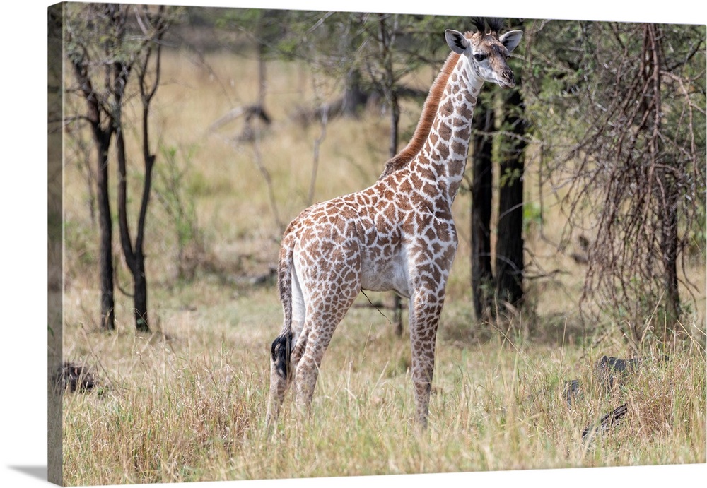 A lone giraffe stands tall in brush and trees of the Serengeti