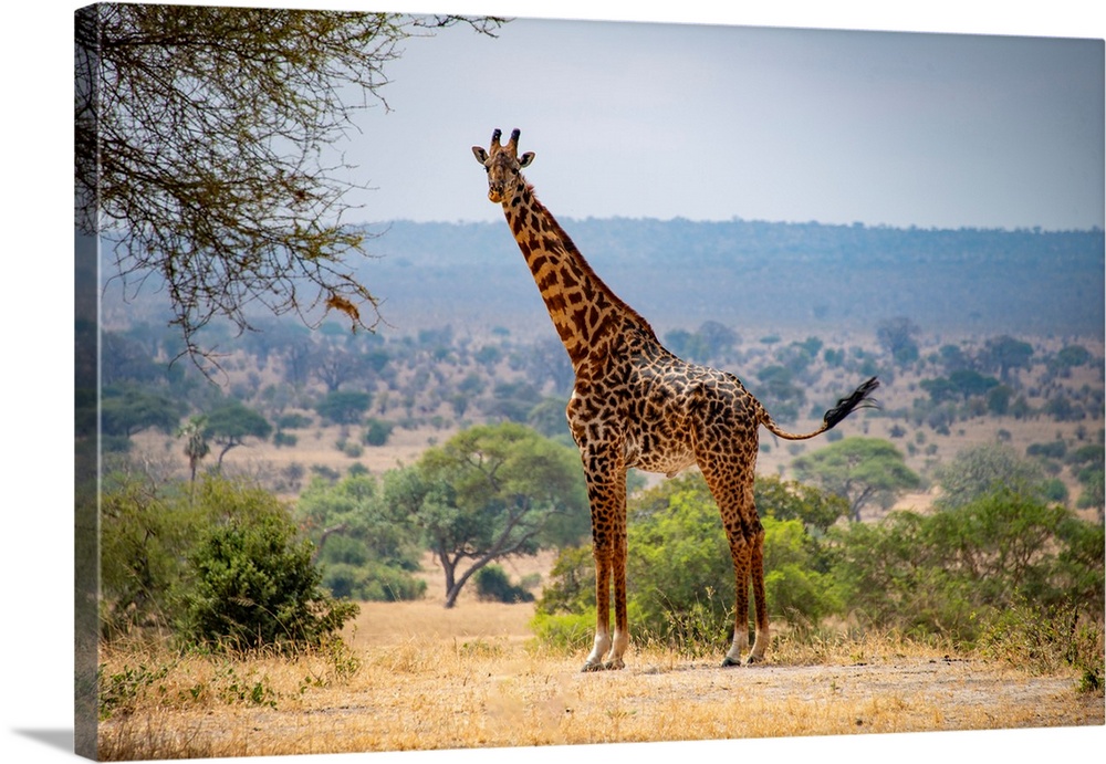 A tall giraffe in Tanzania, Africa.