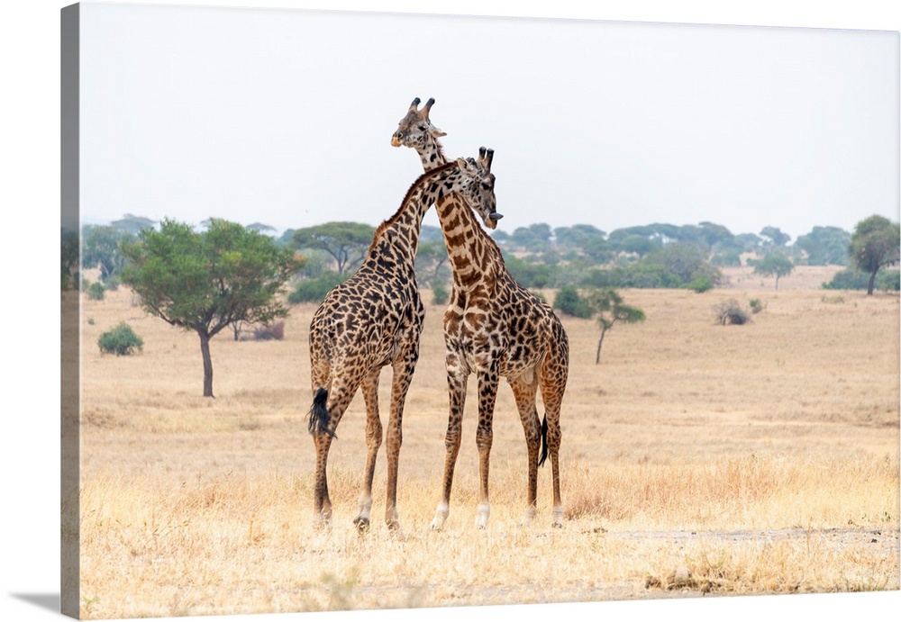 Two tall giraffes with necks crossed in Serengeti, Tanzania, Africa.