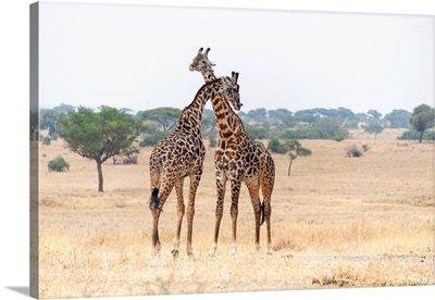 Giraffes In Tanzania