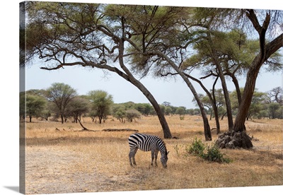 Grazing Zebra In The Serengeti