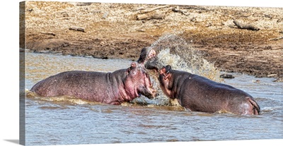Hippo Battle