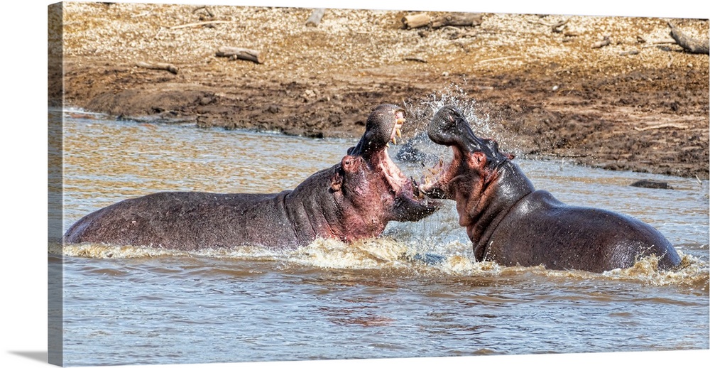 Two female hippos, cranky and menacing, fighting in the Mara river, Tanzania, Africa