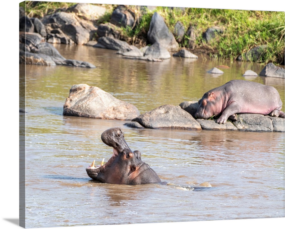 A hippo pool in the Mara river, Tanzania, Africa