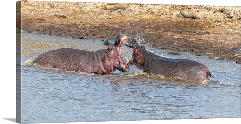 Two female hippos fighting in the Mara river, Tanzania, Africa