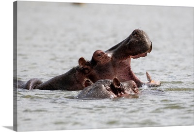 Hippos In Kenya, Africa