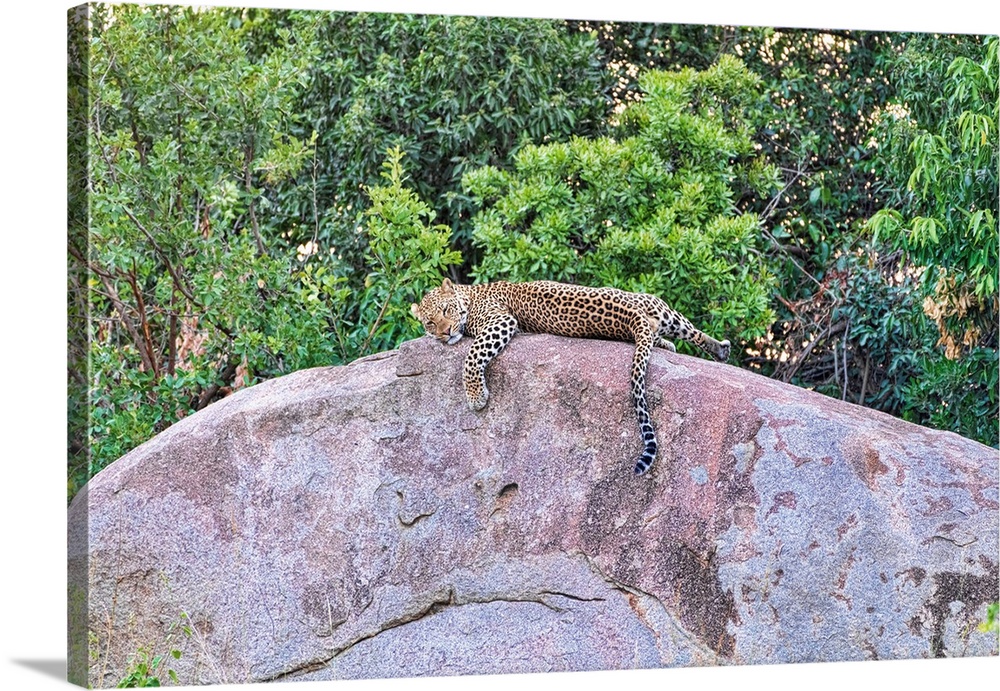 A leopard lazily laying on a rock in Tanzania, Africa