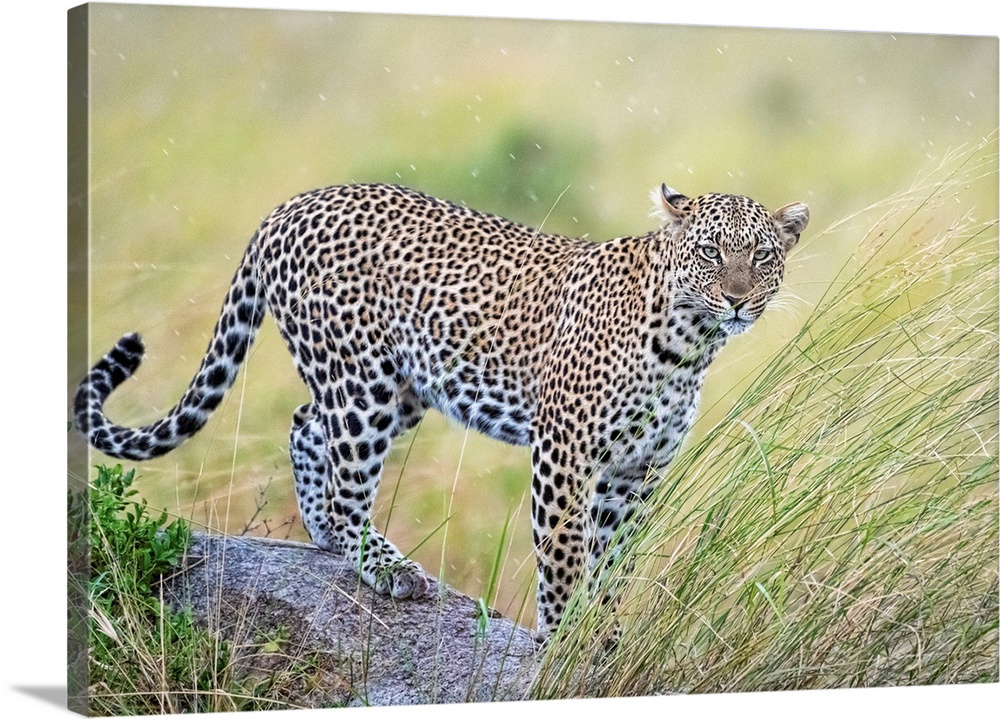 A leopard is stalking prey in Serengeti National Reserve, Tanzania, Africa
