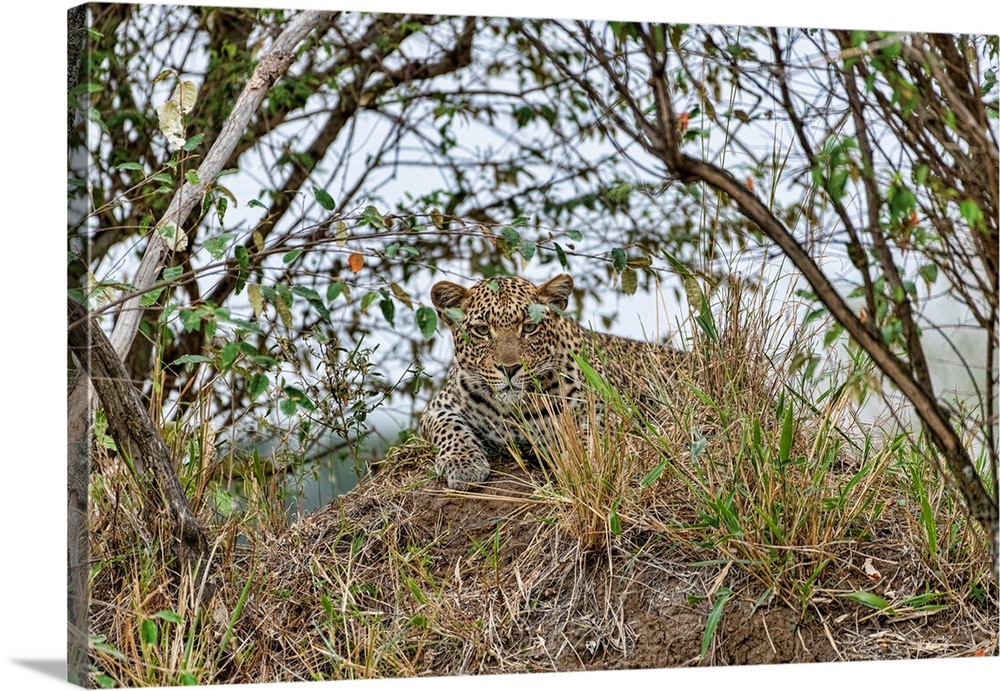 A leopard is well camoflauged in brush and trees in the Seregeti, Tanzania, Africa.
