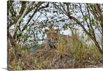 Leopard In Bushes