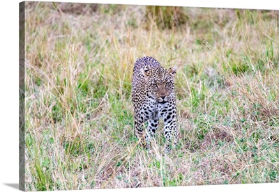 Leopard In Serengeti