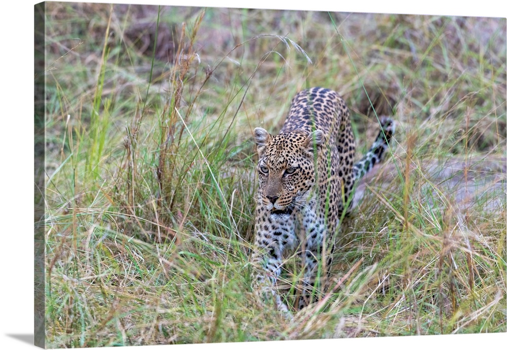 A leopard in tall grass on the prowl in Tanzania, Africa.